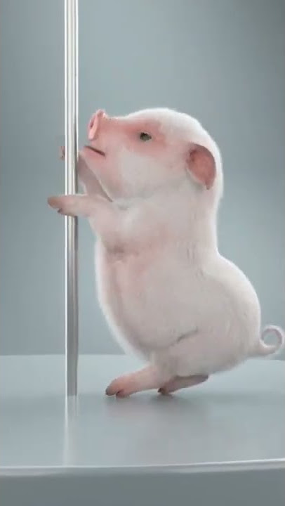 Babi Lucu Jago Menari