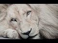 Самые красивые животные планеты  Видео о животных  The most beautiful animals of the planet