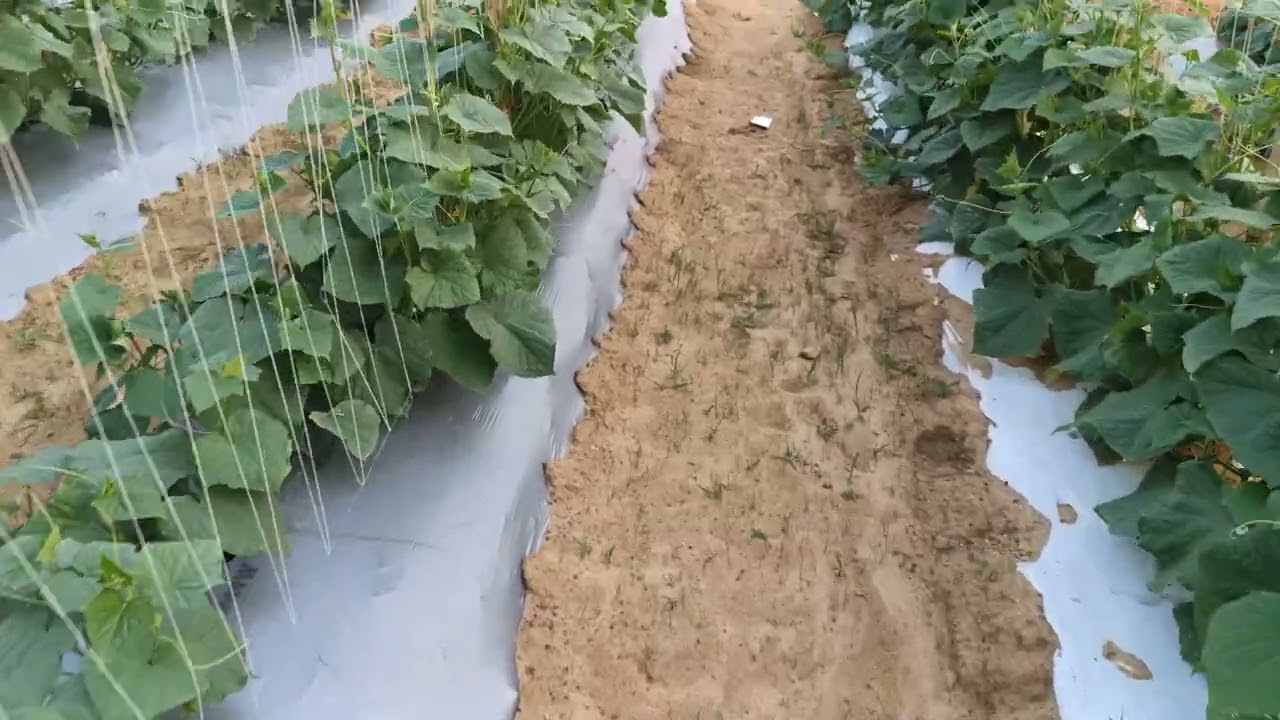 हाई टेंपरेचर में कौन सा खीरा लगाना चाहिए और उसका मैनेजमेंट कैसे करना चाहिए देखिए