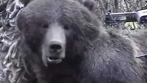 Archery Brown Bear Hunt Haines Alaska