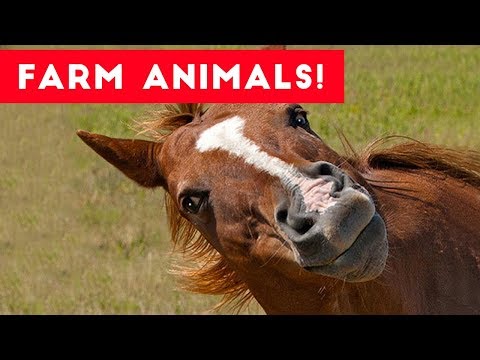 the-funniest-farm-animals-home-video-bloopers-of-2017-weekly-compilation-|-funny-pet-videos