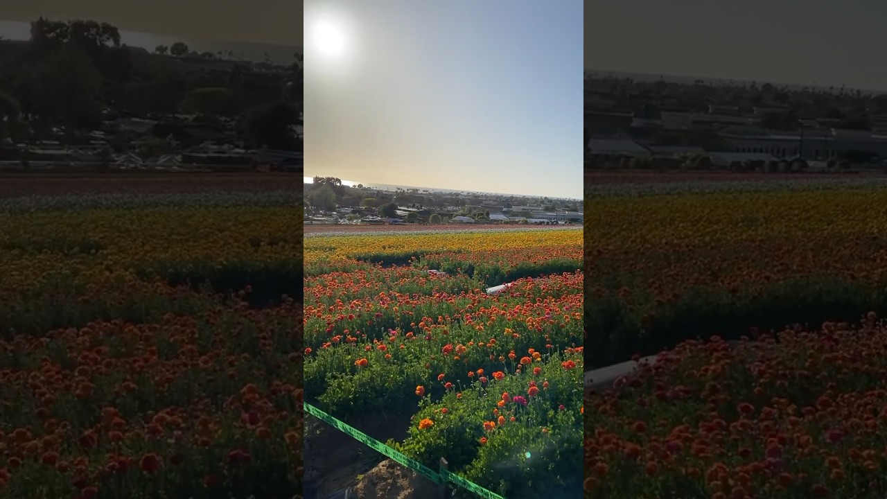 The beauty of spring