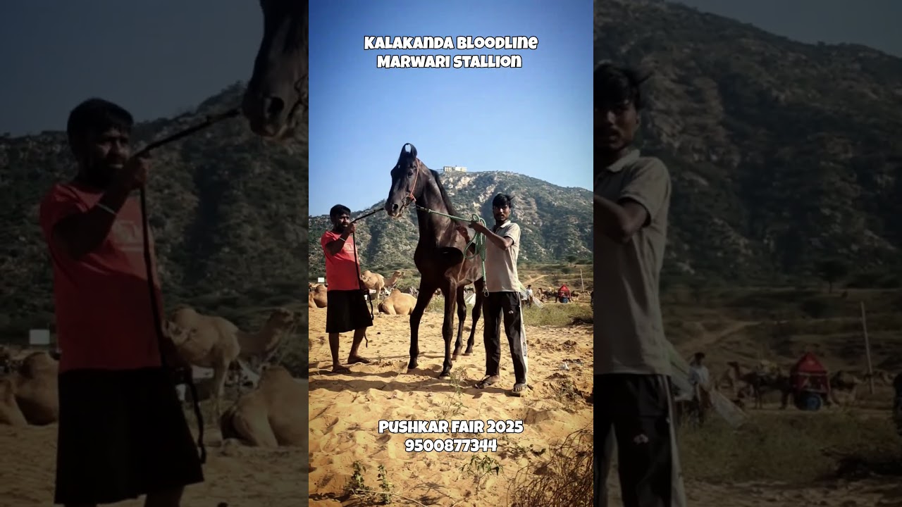 Bloodline Marwari Stallion for Sale 