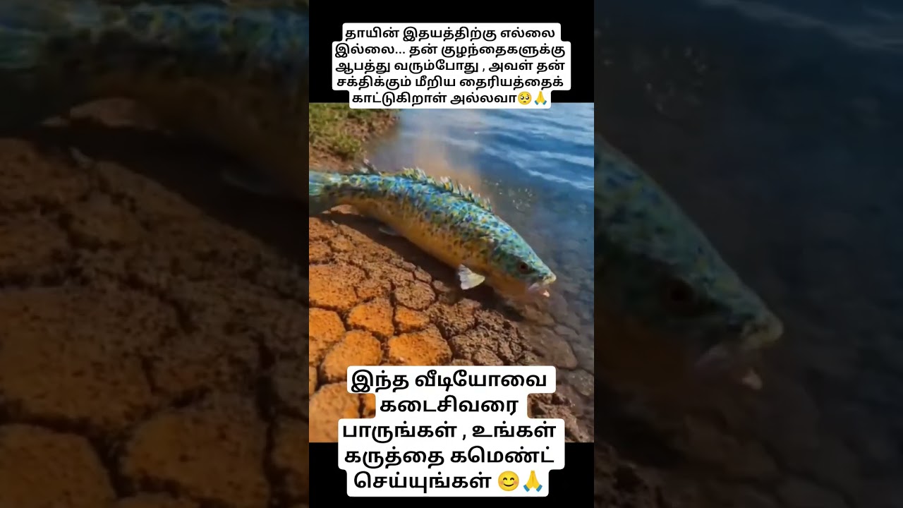 தாயின் இதயத்திற்கு எல்லை இல்லை #motivation #youtubeshorts