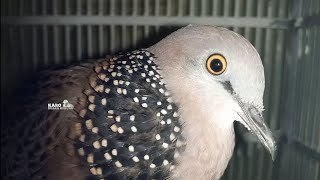 Tekukur Legendaris, Suara Burung Tekukur Bersuara Besar NgBass, Paling Ampuh Buat Pancinggan Terapi