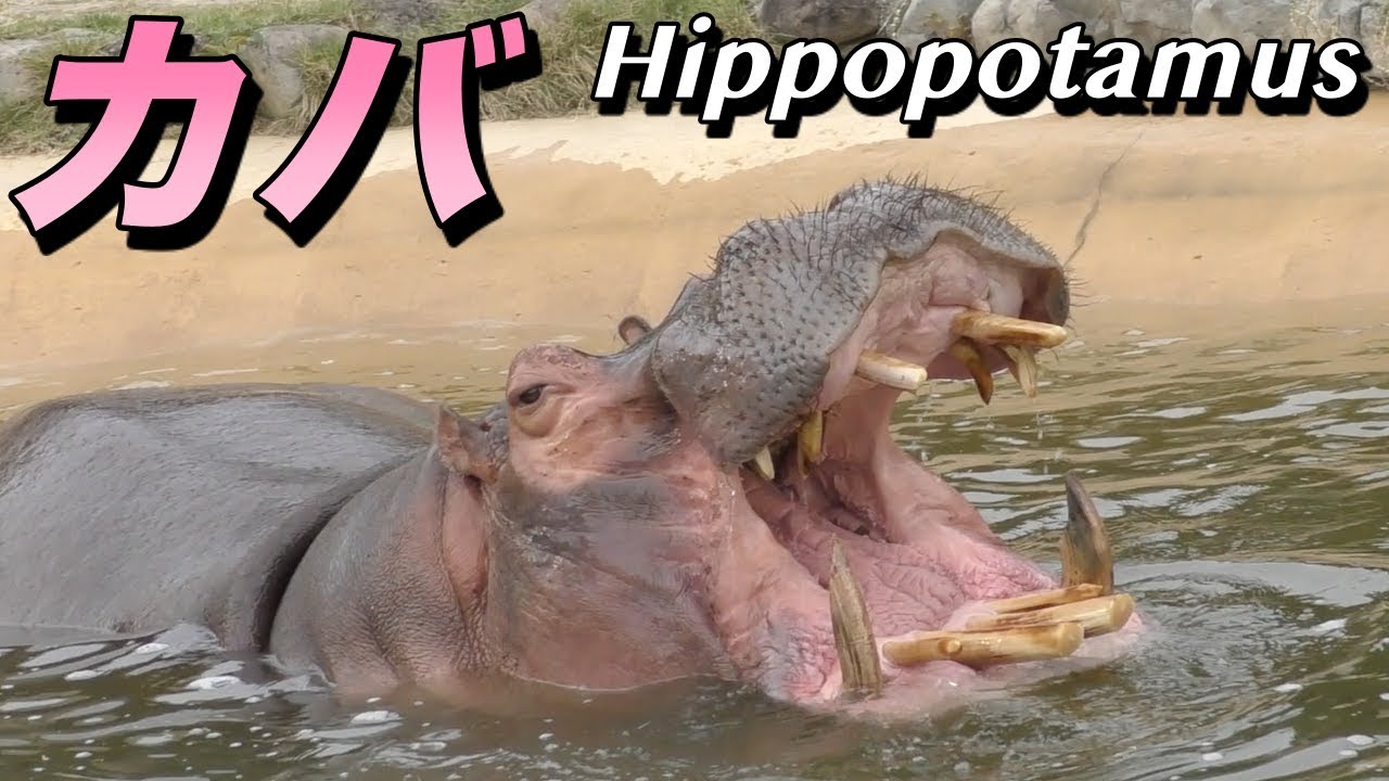 【強い動物】カバの生態〜実は世界で一番怖い動物〜（Hippopotamus） YouTube