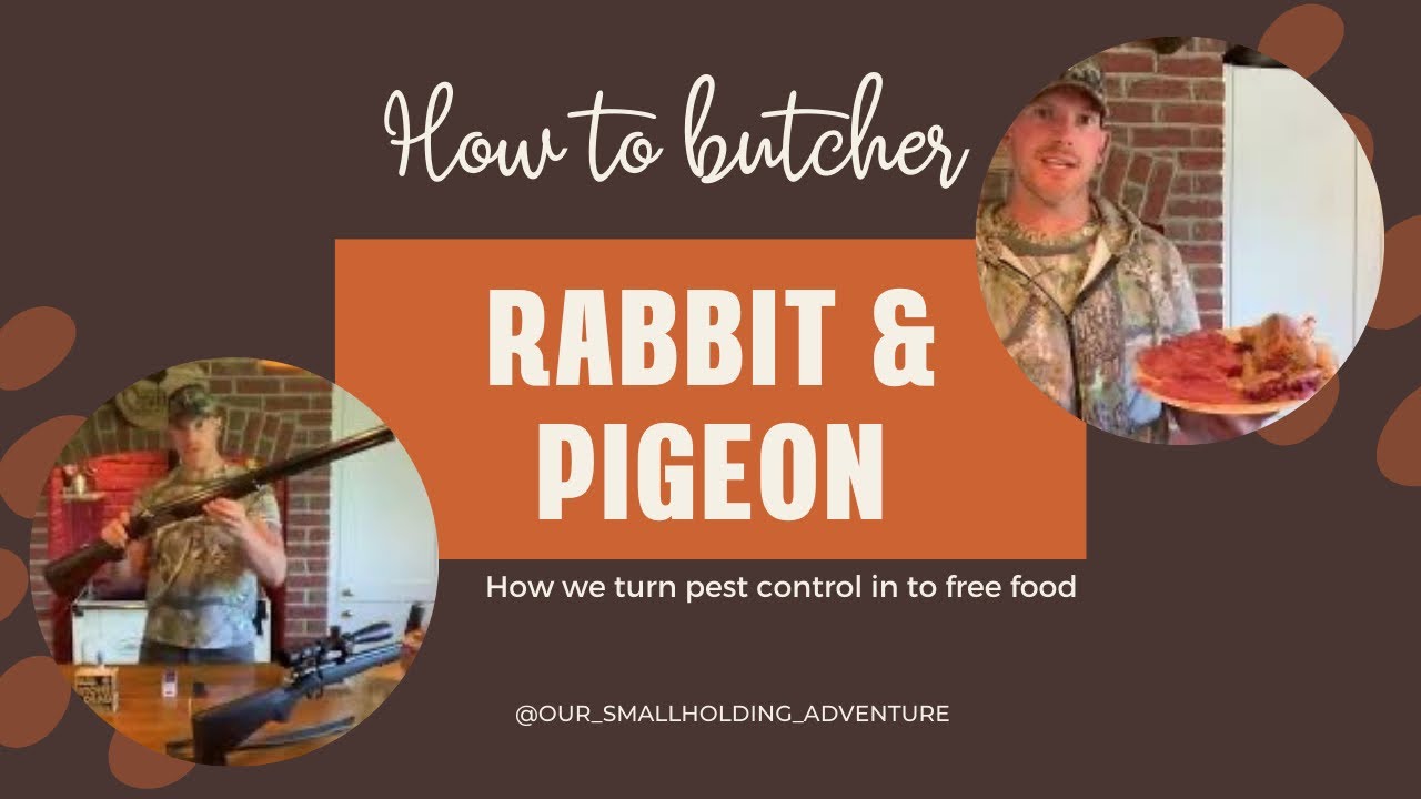 How To Process A Rabbit How to Process Rabbit and Pigeon | Replacing Beef with Free Meat ...