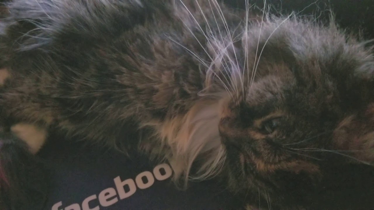 Blowing cats face to get her off my desk YouTube
