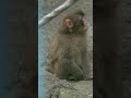 （2026年6月23日）今日のパンチくんはどうしたの？🤔とても悲しそう、😢パパを待っているのかな。🐒👀#パンチくん