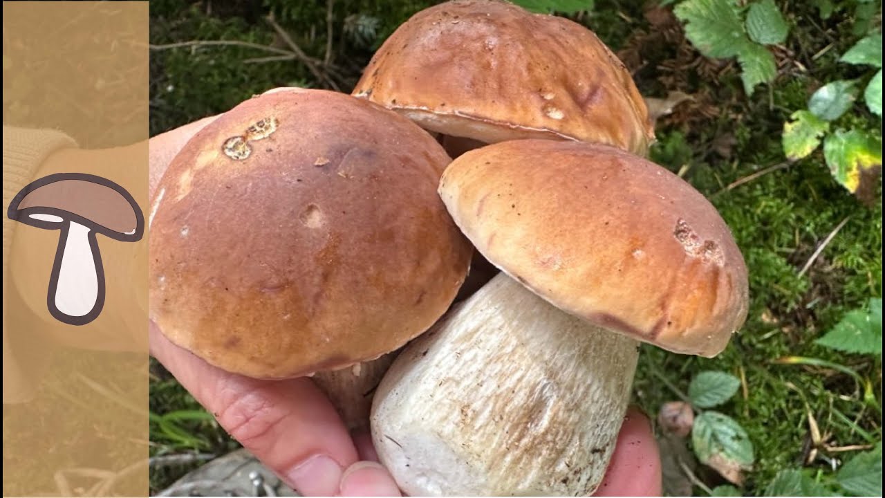 🍄FICHTENSTEINPILZ - BRÄTLING - ES GEHT WEITER
