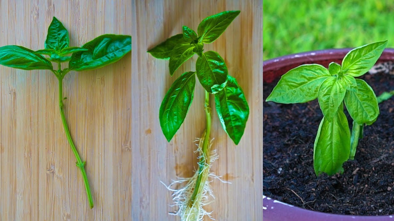 How to Propagate Basil Plants  