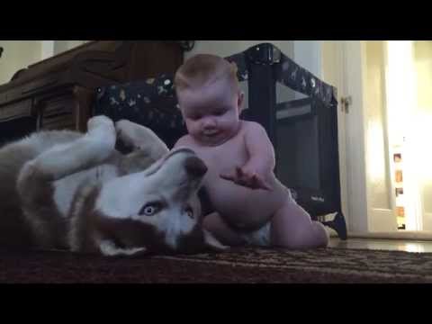Video: Kaip pasirinkti geriausius mažų šunų žaislus
