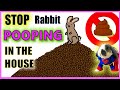 How do I stop my rabbit pooping everywhere? | Rabbit Litter Training