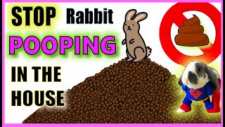 How do I stop my rabbit pooping everywhere? | Rabbit Litter Training screenshot 4