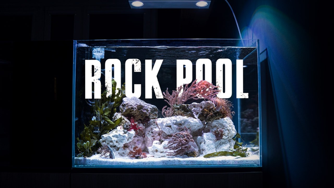 Creating a Living Tide Pool Aquarium at Home