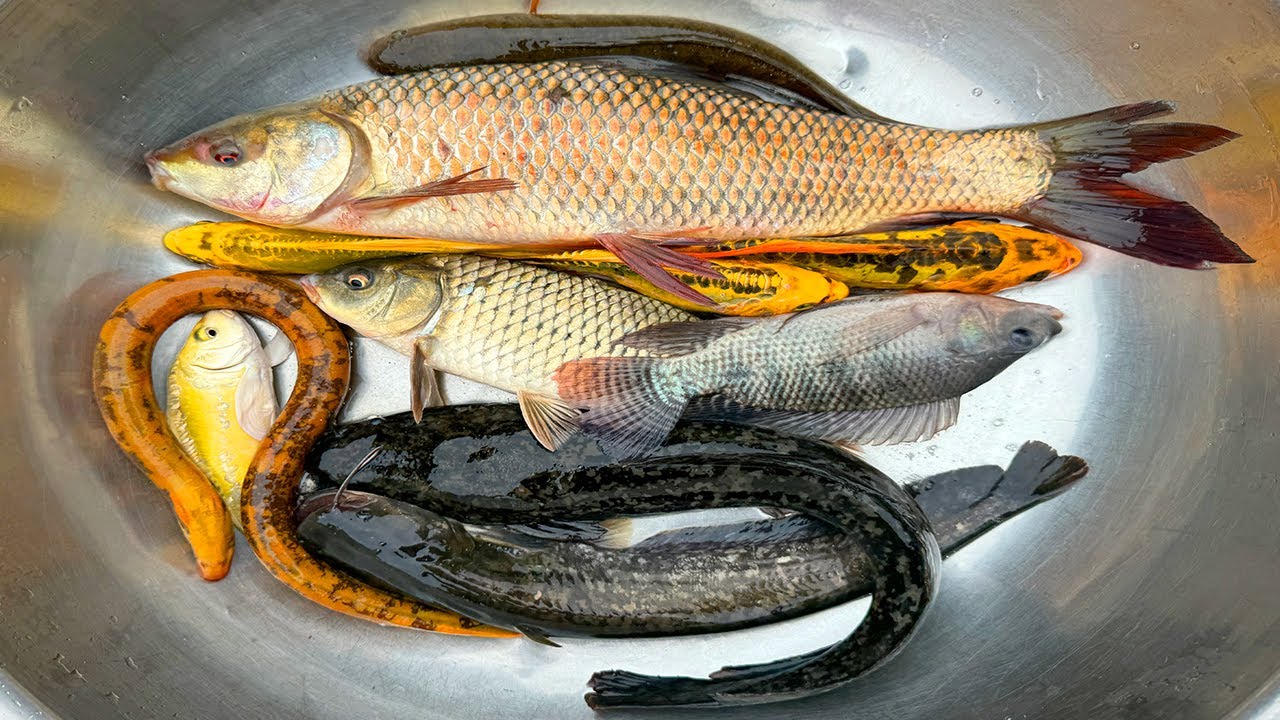 Kem Chanel lái công nông bắt cá trong chum có cá chép, cá trê, cá chuột, cá molly, rùa con, cá lóc