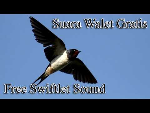 suara-walet-gratis-garuda-sakti---free-swiftlet-sound-calling