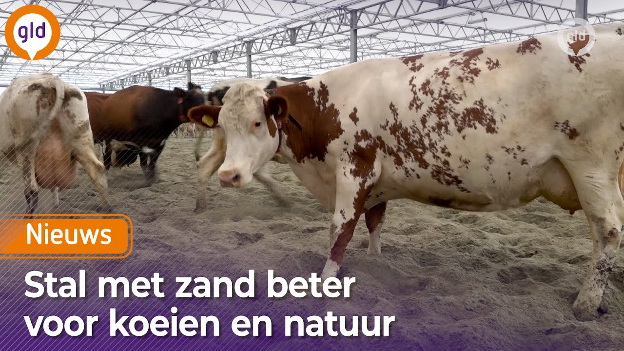 In deze stal hebben koeien hun eigen zandbak