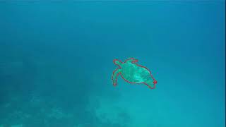 Object Segmentation and Tracking