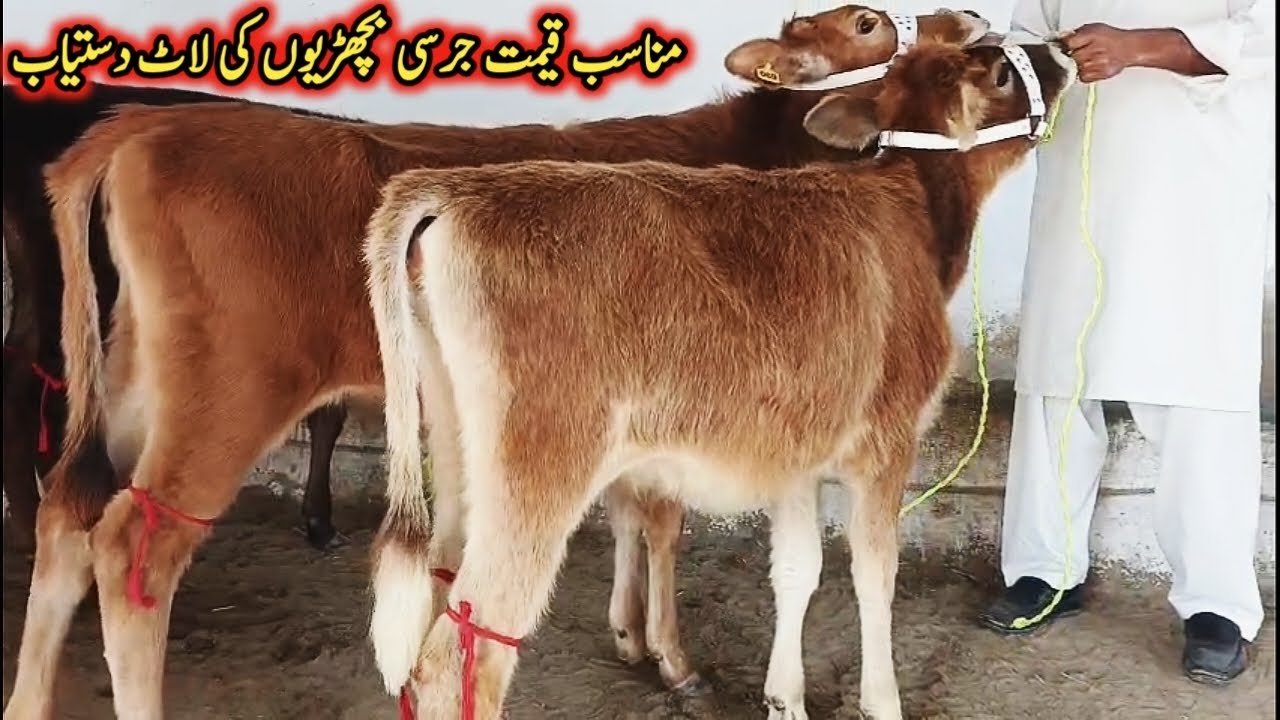 جرسی بچھڑیوں کی لاٹ دستیاب لوکیشن گوندل منڈی کارگو سہولت آل پاکستان!jersey heifer for sale in Punjab