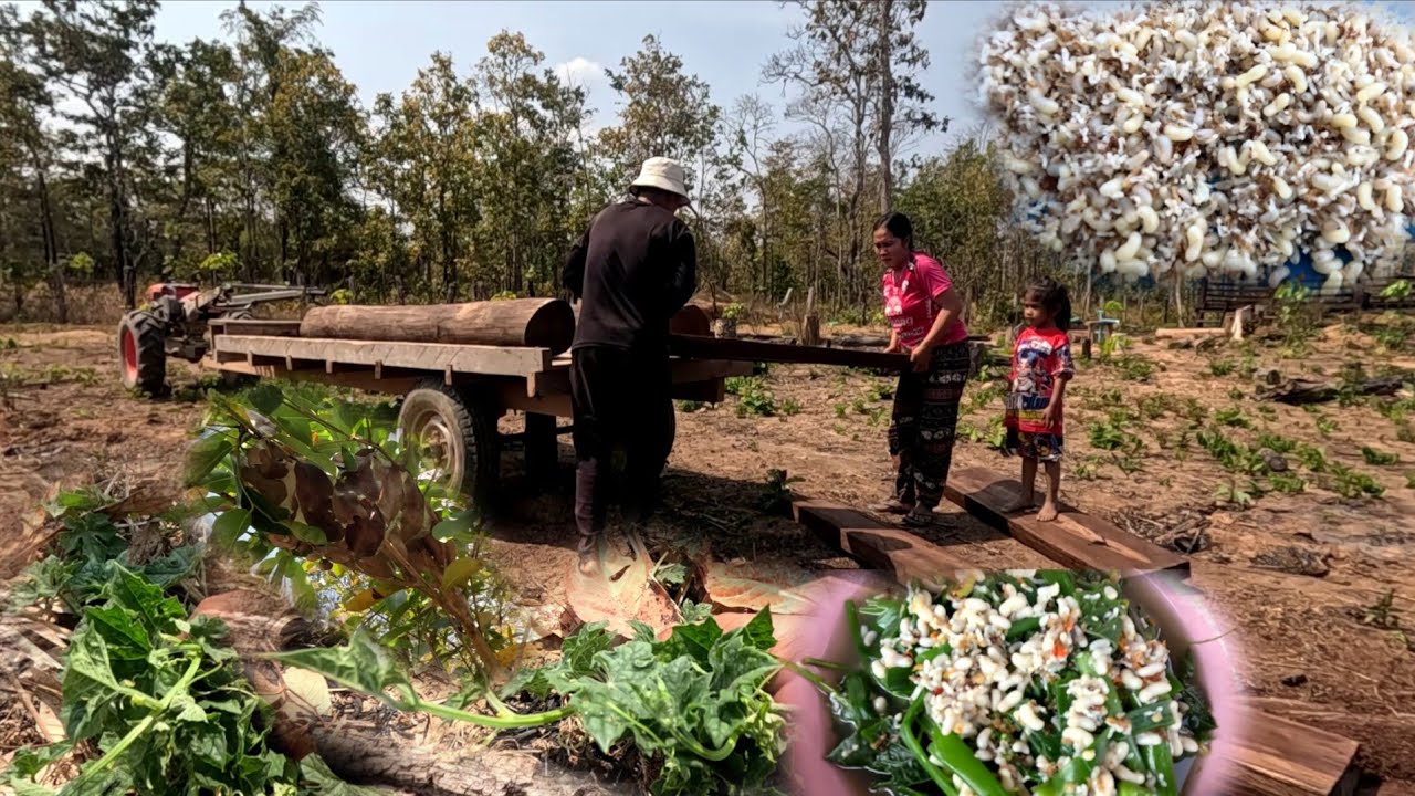 แกงไข่มดแดงใส่ยอดหมากบวบหน้าแล้ง//ແກງໄຂ່ມົດແດງໃສ່ຍອດໝາກບວບໜ້າແລ້ງ