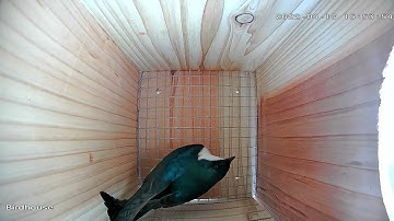 Tree Swallow checking out nesting box