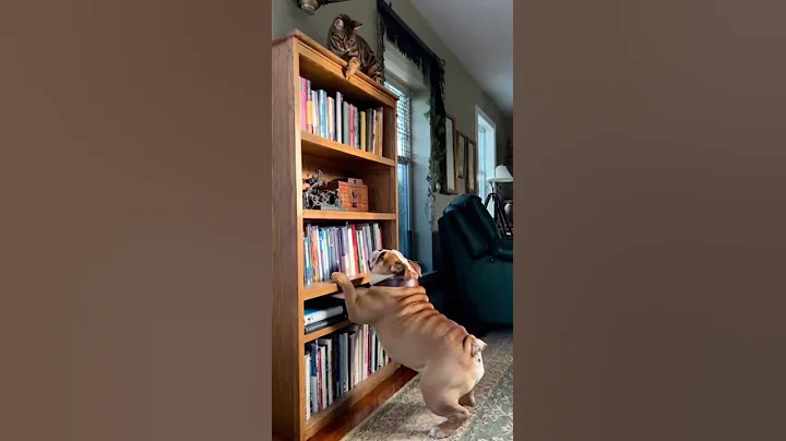 Video 11557491: cat vs bengal, dog bengal cat, catlover