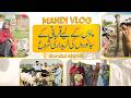 Maon Ke Liye Qurbani Ke Janwaron Ki Kharidari Shuru |Mandi Vlog Bint e Fatima Islamabad Gondal Mandi