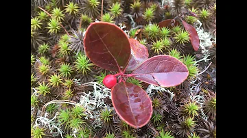 Où trouver le thé des bois ?