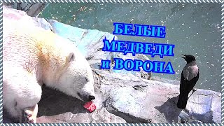 Белые медведи и серая ворОна / ЧИТАЙТЕ ОПИСАНИЕ! Белые медведи и серая ворОна / ЧИТАЙТЕ ОПИСАНИЕ!