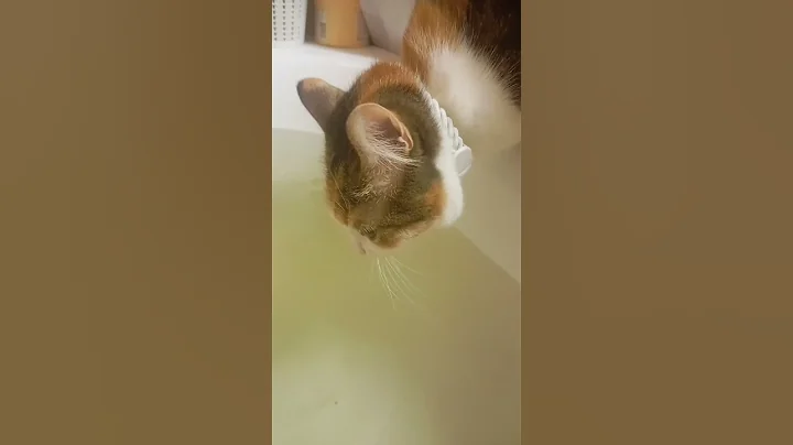 Video 7364421: cat cutecat funnycats, bath cat funnycats, drinking bath