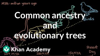 Common Ancestry And Evolutionary Trees Evolution Middle School Biology Khan Academy