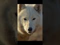 The wolf pack is searching their territory for the largest and most dangerous prey. #wildlife
