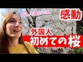 言葉にならない...満開の桜を初めて見た〈外国人の反応〉