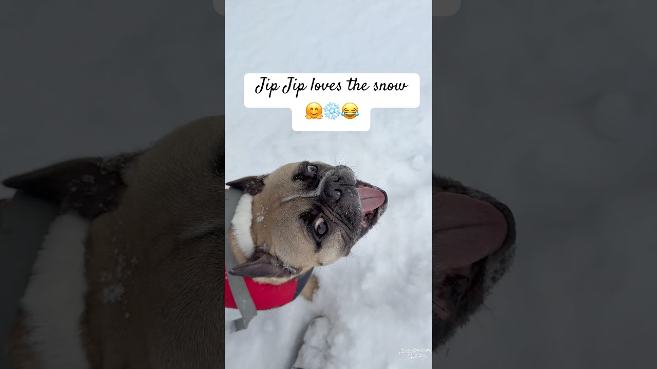 Jip Jip LOVES the snow 😂❄️❤️. 