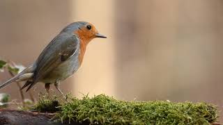 Robin ,Spring ( background video without sound and copyright free) screenshot 4