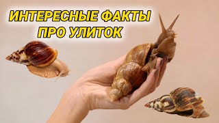 Интересные факты про улиток ахатин