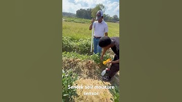 Sentek soil moisture sensor #dropanddrill #viralvideo #arkansas #uapb #research