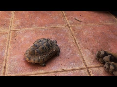 Video: Mitä kilpikonna tekee?