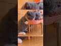 Kittens Enjoying a Meaty Feast #cutekitty 🐈#catlover #shortscute