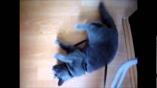 Kočička A Vodítko