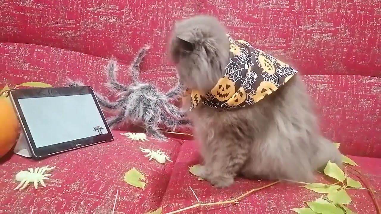 How to keep a cat busy on Halloween 🎃🎃🎃