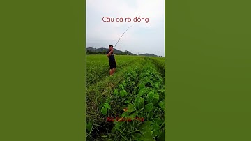 Câu cá rô đồng trong lùm cỏ