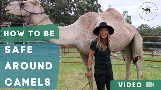 How To Be Safe Around Camels