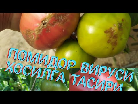 Video: Pomidor Oq Chirigan