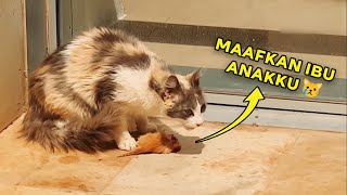 Inilah 5 Alasan Kenapa Induk Kucing Memakan Anaknya Sendiri 😿😿 by Kucing Meong 348 views 10 months ago 4 minutes, 51 seconds