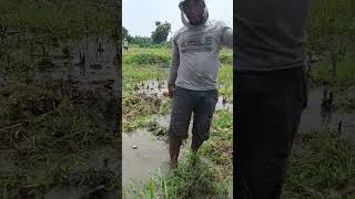 macul tanah dapat harta karun