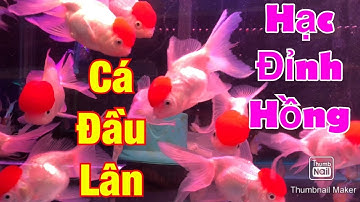 ✅ [ Full 4K ] Hồ cá hạc đỉnh hồng - Red Cap Oranda