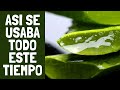 La Planta del Milagro es el Aloe Vera, descubre por qué la llaman así y cómo usarla