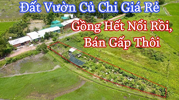 Gồng Hết Nổi Bán Gấp Đất Vườn 637m2 Giá Rẻ Tại Nhuận Đức Huyện Củ Chi